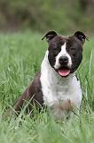 AMSTAFF  PORTRAIT 001